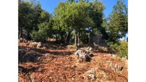 The Patriarchs' Garden in Al-Diman