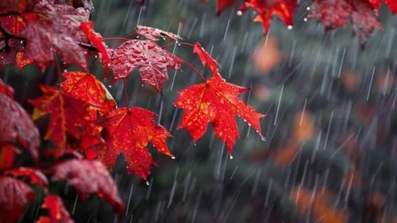Rain