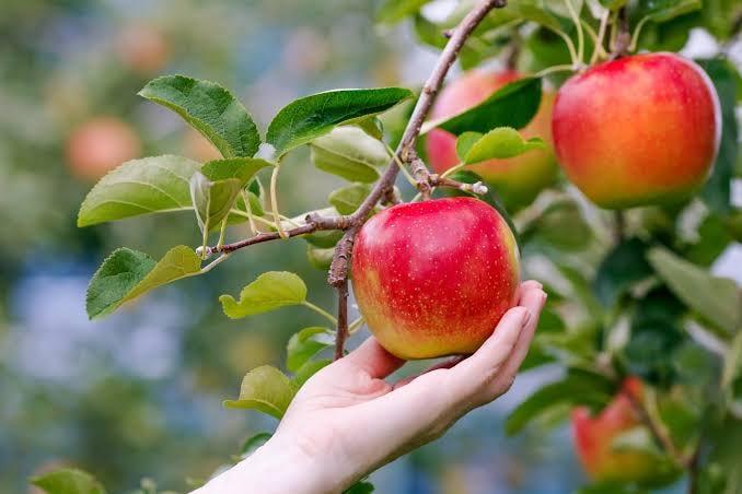 The Apple Festival in Baqaa Kafra